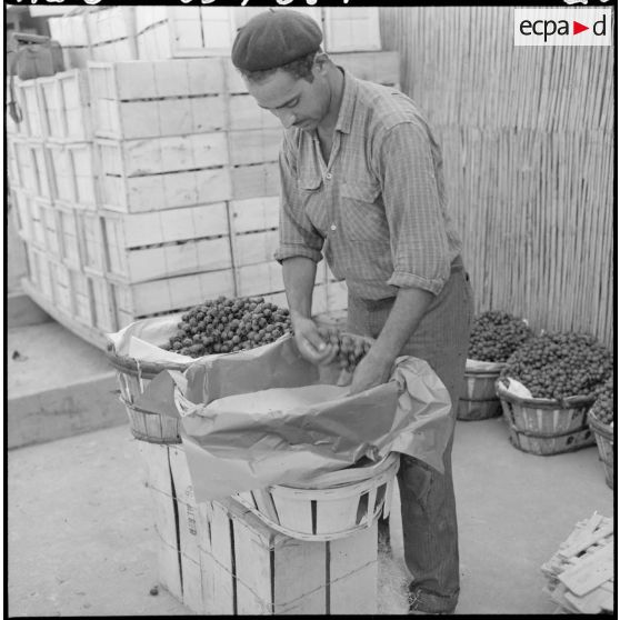 Emballage du raisin aux entrepôts de la Société générale de ravitaillement.