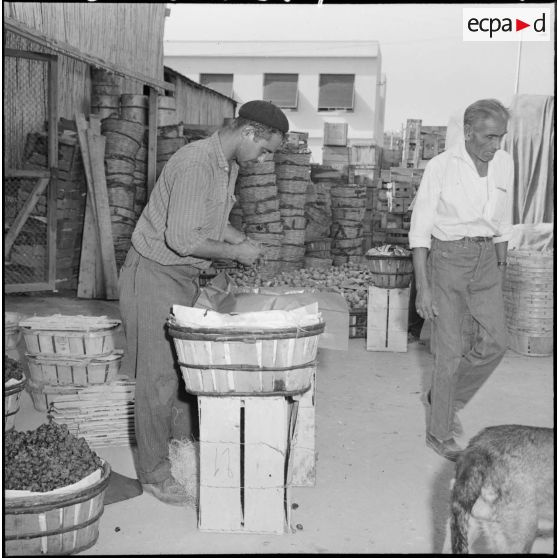 Emballage du raisin aux entrepôts de la Société générale de ravitaillement.