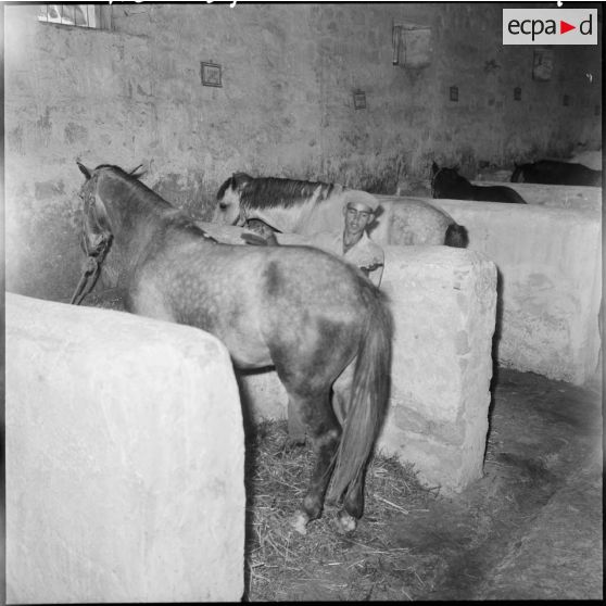 Scène de la vie quotidienne à l'intérieur des écuries.