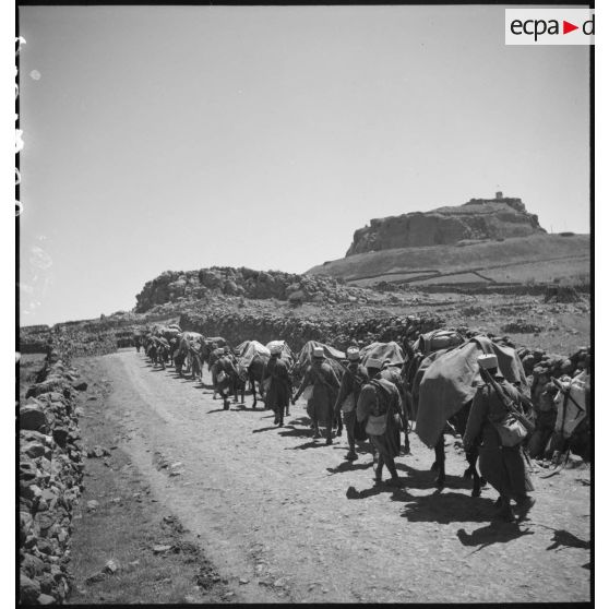 Une colonne d'une compagnie muletière du 17e RTS marche sur une piste du Djebel Druze.