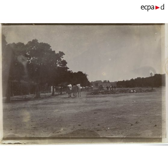 [Tunis -  Retour des chevaux aux écuries].