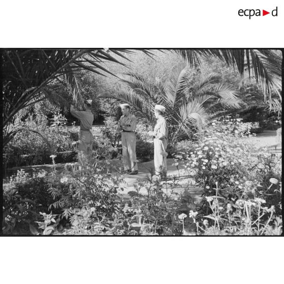 Trois jeunes engagés militaires cueillent des dattes.