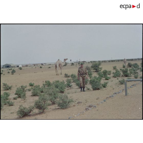 Dromadaire en pâture en bordure de la piste d'aviation de l'aéroport d'Atar. [légende d'origine]<br>