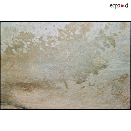 Peintures rupestres de la région de Chinguetti. [légende d'origine]