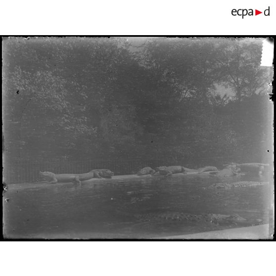 [Zoo - les alligators près du bassin].<br>