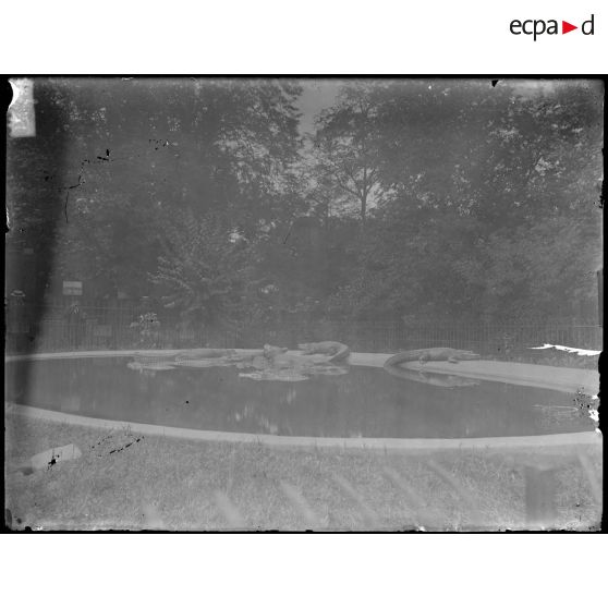 [Zoo - les alligators près du bassin].<br>