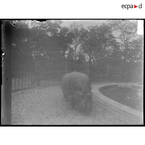 [Zoo. Un hippopotame].<br>