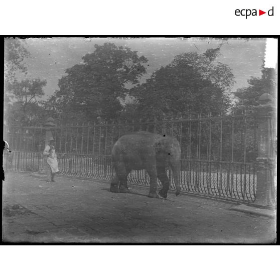 [Zoo. Un éléphant].