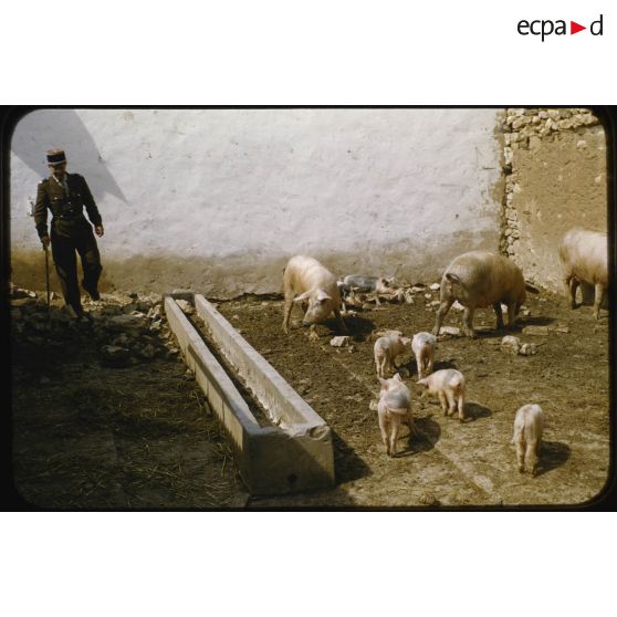 1957 Tagremaret, Mai, élevage Cap Evelin. [légende d'origine]