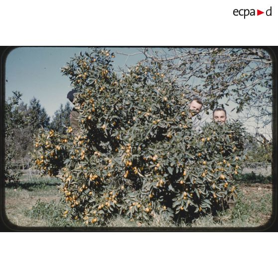 Dessert en pieds". [légende d'origine]<br>