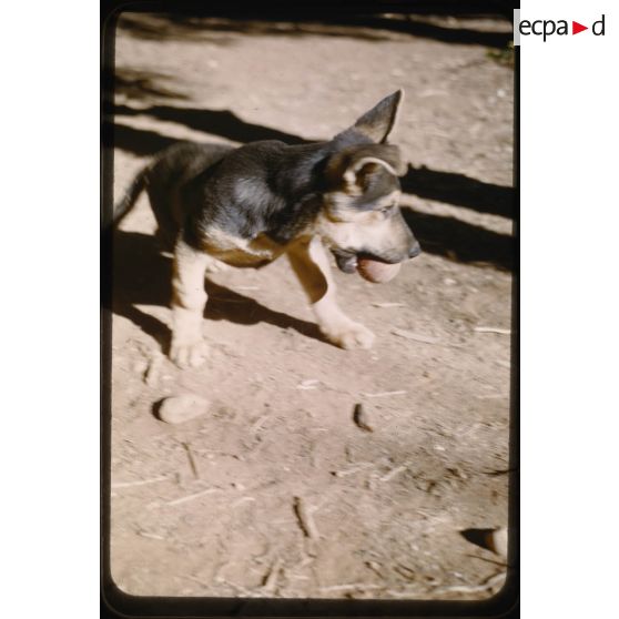 Le rat" en liberté. [légende d'origine]<br>