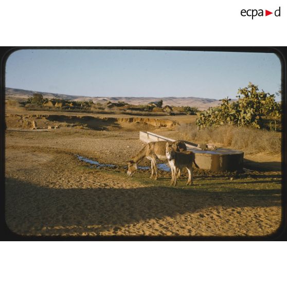 1956 Palikao, Relizane Zémora (1). [légende d'origine]