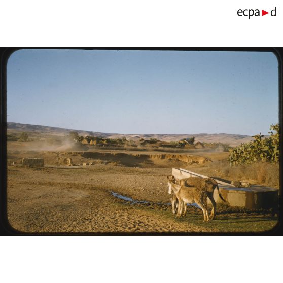 1956 Palikao, Relizane Zémora (2). [légende d'origine]