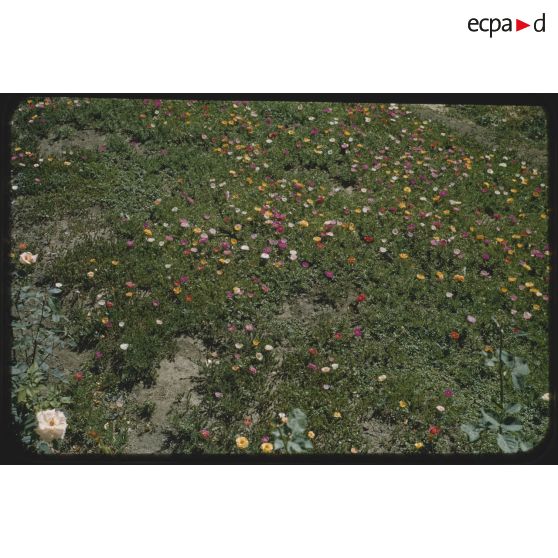 Pelouses de Palat en juillet 1957. [légende d'origine]<br>