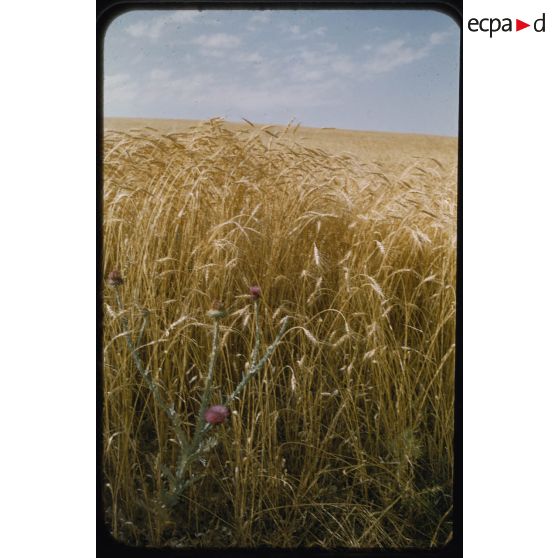 [Moissons en juin 1957 aux alentours de Palat].