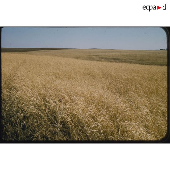 [Moissons en juin 1957 aux alentours de Palat].