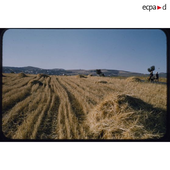 [Moissons en juin 1957 aux alentours de Palat].
