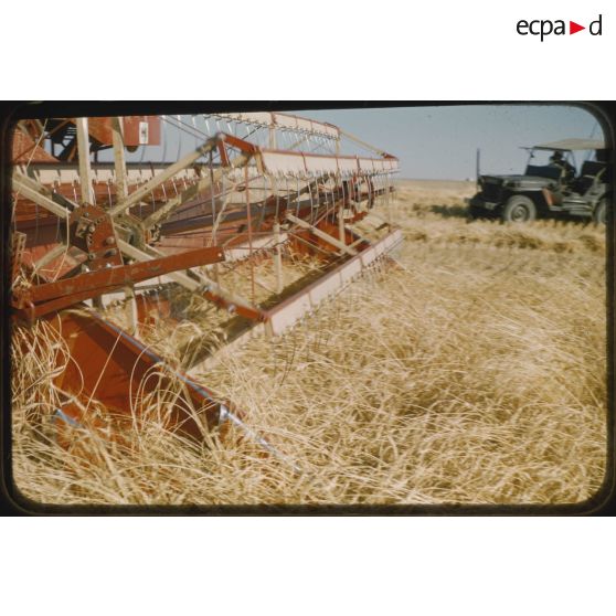 [Protection des moissons par le 12e RD, juin 1957 aux alentours de Palat].