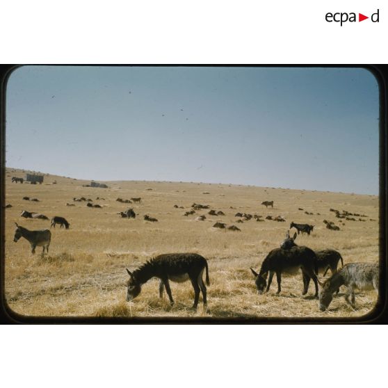 [Moissons en juin 1957 aux alentours de Palat, le bétail en pâture].