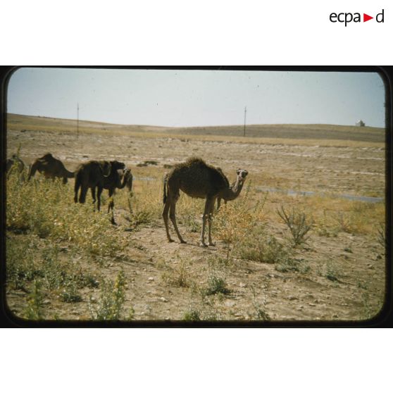 [Dromadaires aux alentours de Palat, pendant les moissons de juin 1957].
