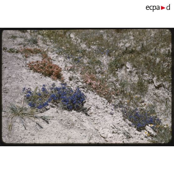 Vers Vialar, mai 1959. [légende d'origine]