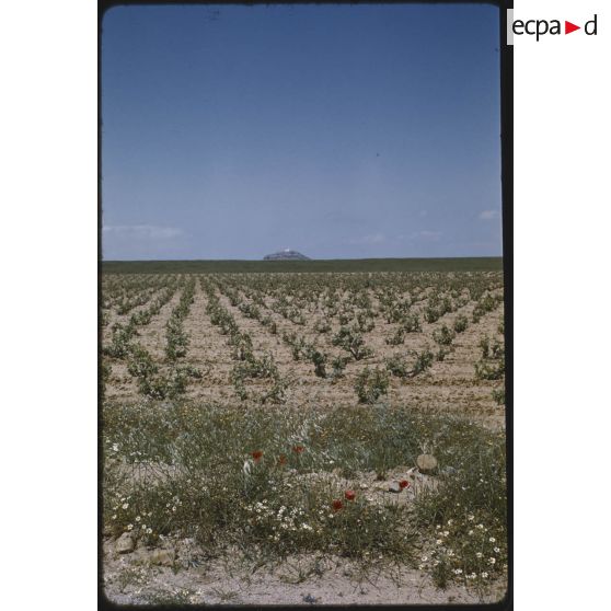 Vers Vialar, mai 1959. [légende d'origine]