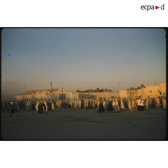 Désensablage, docteur Rouffi, Hassi-Messaoud, animaux, généralités, divers, signes marchands. [légende d'origine]