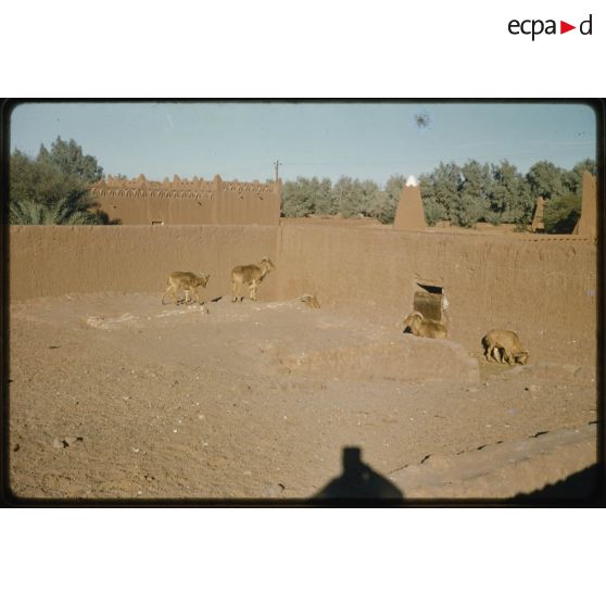 Désensablage, docteur Rouffi, Hassi-Messaoud, animaux, généralités, divers, signes marchands. [légende d'origine]