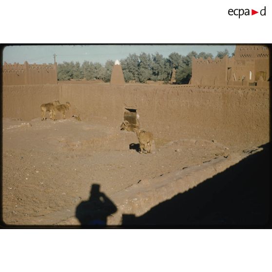 Désensablage, docteur Rouffi, Hassi-Messaoud, animaux, généralités, divers, signes marchands. [légende d'origine]