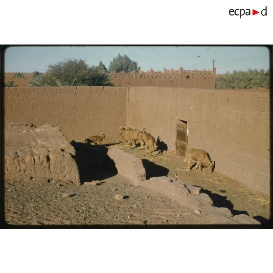 Désensablage, docteur Rouffi, Hassi-Messaoud, animaux, généralités, divers, signes marchands. [légende d'origine]