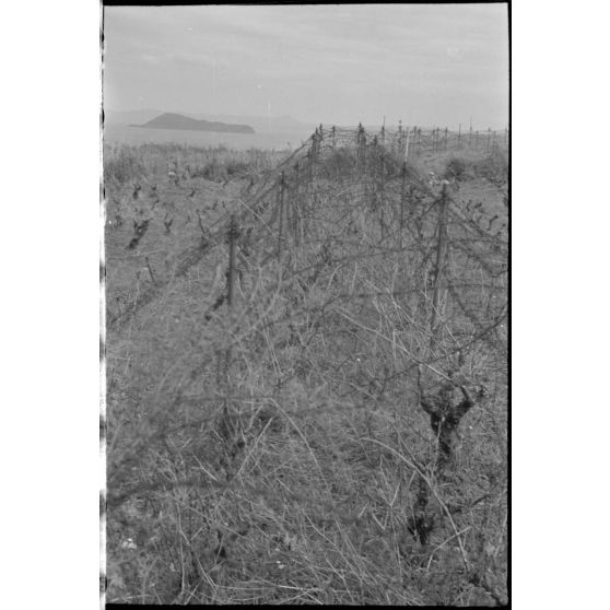 En Crète dans le secteur de Maleme, des barbelés non loin du littoral.