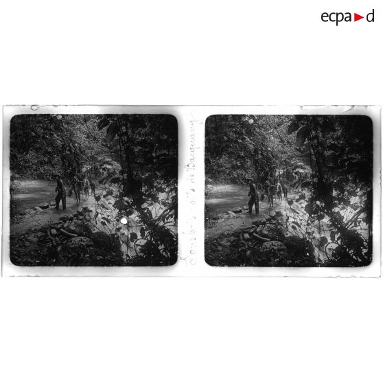 Sous-bois, route de Bacquang. [légende d'origine]<br>