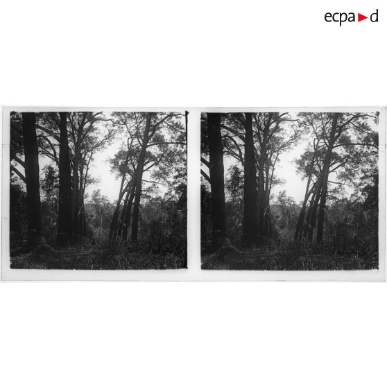 [Etude d'arbres. A l'arrière-plan, au centre, on devine un militaire portant le casque colonial sur sa monture].