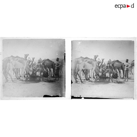 [Dromadaires à un point d'eau].<br>
