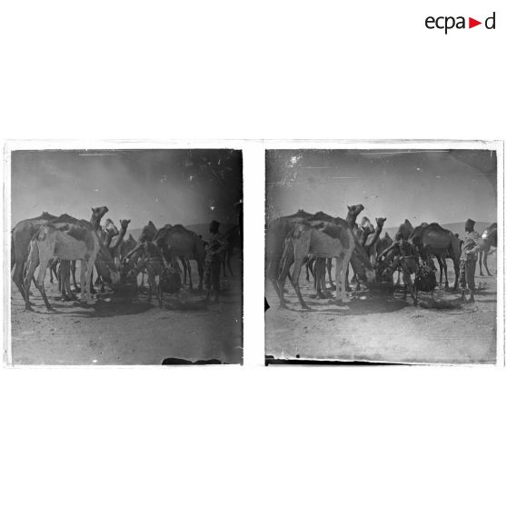 [Dromadaires à un point d'eau].<br>
