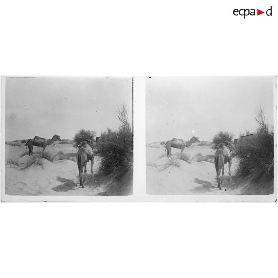 [Tchad : dromadaires].<br>