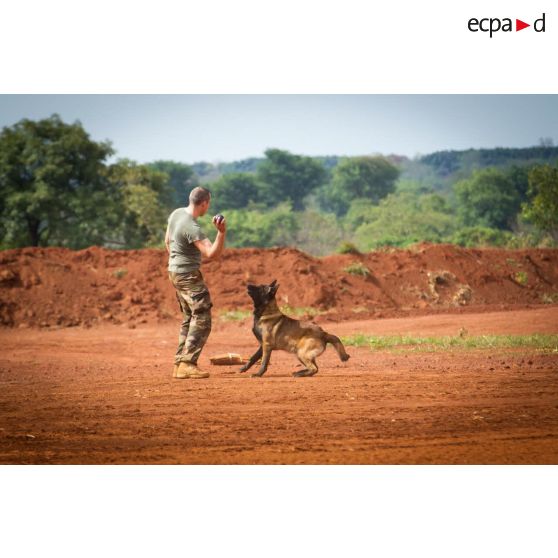 Caiser, un des chiens de la plateforme opérationnelle de défense de Bambari, joue à son jeu favori avec son maître