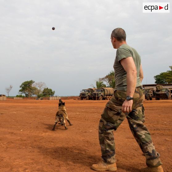 Caiser, un des chiens de la plateforme opérationnelle de défense de Bambari, joue à son jeu favori avec son maître-chien.