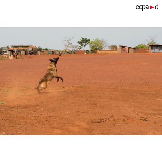 Caiser, un des chiens de la plateforme opérationnelle de défense de Bambari, joue à son jeu favori avec son maître-chien.