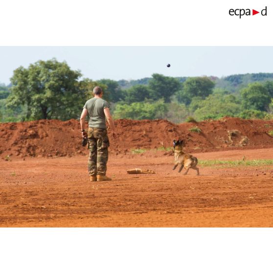 Caiser, un des chiens de la plateforme opérationnelle de défense de Bambari, joue à son jeu favori avec son maître-chien.