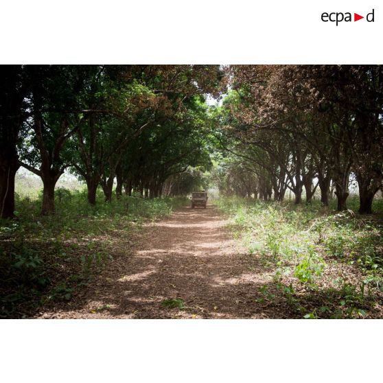 Une Peugeot P4 transportant le personnel du rôle 1 ou antenne médicale avancée du GTIA (groupement tactique interarmes) Turco, évolue sur une route de campagne lors d'une reconnaissance du dispensaire du CRPR (centre régional polyvalent de recherche) de Bambari dans le cadre d'une AMP (aide médicale à la population).