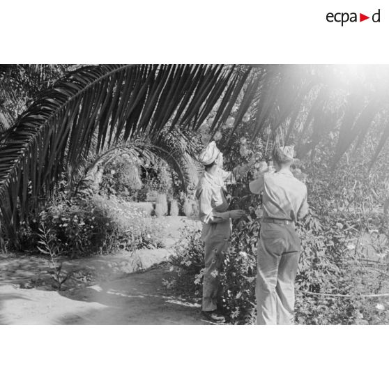 Des jeunes engagés militaires cueillent des dattes.