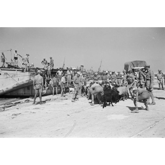 Déchargement d'un Marinefährprahm de la marine allemande (Kriegsmarine), ici la cargaison est constituée de bêtes (chèvres et de moutons).