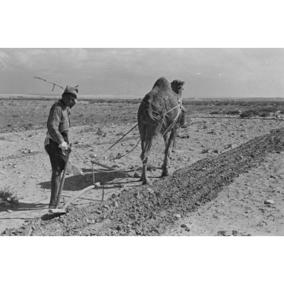 En Egypte, à 100 kilomètres du front d'El Alamein, des travaux agraires à l'aide d'un dromadaire.