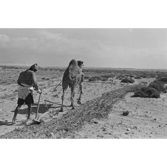 En Egypte, à 100 kilomètres du front d'El Alamein, des travaux agraires à l'aide d'un dromadaire.