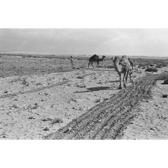 En Egypte, à 100 kilomètres du front d'El Alamein, des travaux agraires à l'aide d'un dromadaire.