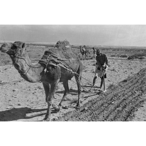 En Egypte, à 100 kilomètres du front d'El Alamein, des travaux agraires à l'aide d'un dromadaire.