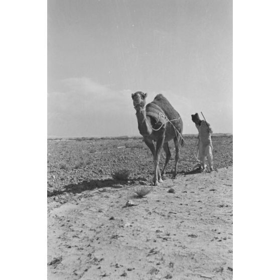 En Egypte, à 100 kilomètres du front d'El Alamein, des travaux agraires à l'aide d'un dromadaire.