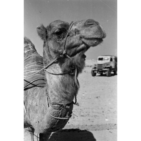 En Egypte, à 100 kilomètres du front d'El Alamein, des travaux agraires à l'aide d'un dromadaire.