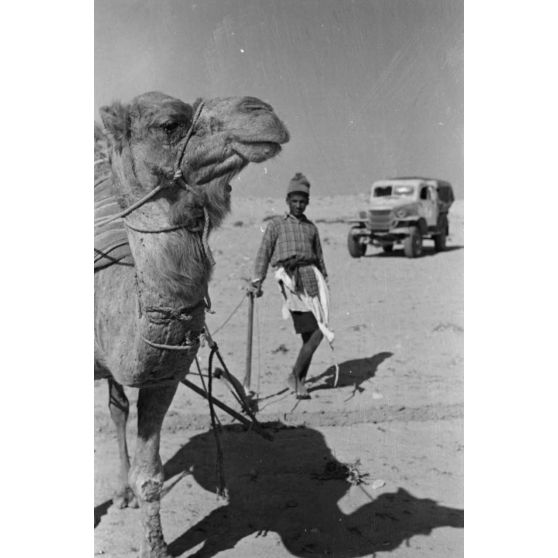 En Egypte, à 100 kilomètres du front d'El Alamein, des travaux agraires à l'aide d'un dromadaire.
